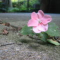 A flower grows up from a crack in the in-between space in a sidewalk crack
